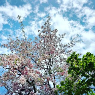 桜が満開から散りゆく姿を見ながら道中を車で走っていましたが到着した現場では桜が咲いていました。😊
新緑🌲と桜🌸のコラボ!そんな中で各企業様との打ち合わせ。
気温も高くなってきましたので今年のGWは暑くなるのかな?🌞
#魚沼市
#南魚沼市
#IT
#AI
#建築