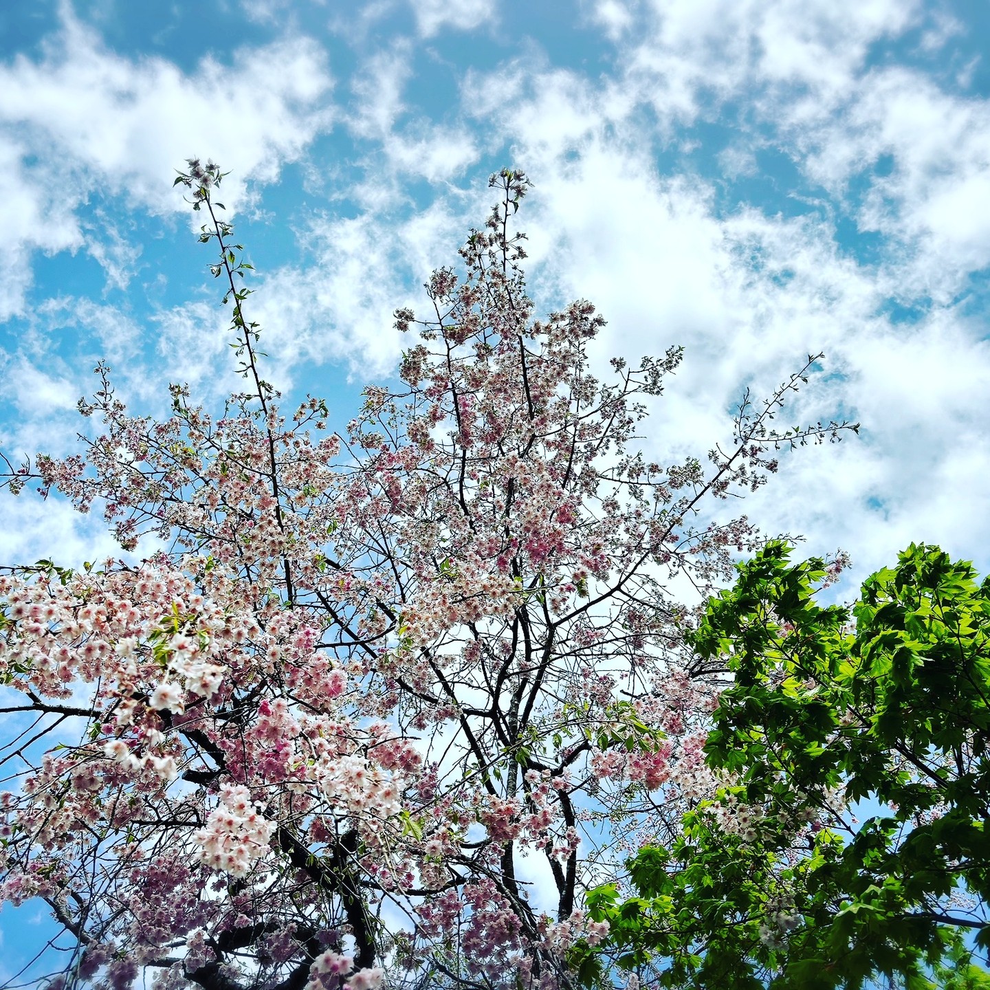 桜が満開から散りゆく姿を見ながら道中を車で走っていましたが到着した現場では桜が咲いていました。😊
新緑🌲と桜🌸のコラボ!そんな中で各企業様との打ち合わせ。
気温も高くなってきましたので今年のGWは暑くなるのかな?🌞
#魚沼市
#南魚沼市
#IT
#AI
#建築