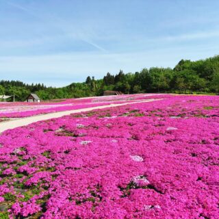 魚沼市にある「根小屋 花と緑と雪の里」にて魚沼芝桜まつりを開催中です。😍
早朝から多くの方が散策していました。🚶♀️
芝桜の匂いも漂いながら越後三山も見えますよ!😊
#魚沼市
#芝桜
#まつり
#公園
#お出掛け