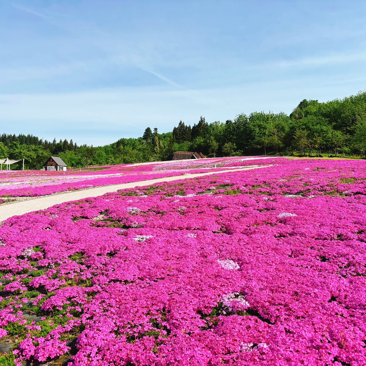 魚沼市にある「根小屋 花と緑と雪の里」にて魚沼芝桜まつりを開催中です。😍
早朝から多くの方が散策していました。🚶♀️
芝桜の匂いも漂いながら越後三山も見えますよ!😊
#魚沼市
#芝桜
#まつり
#公園
#お出掛け